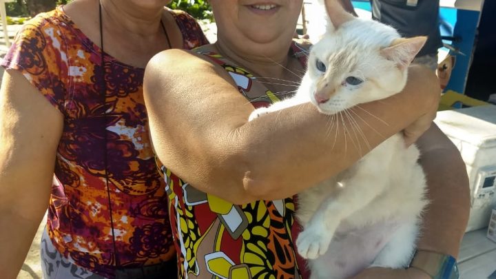 Vigilância Sanitária vacinaram cães e gatos neste sábado, 29, na Ilha da Gigóia