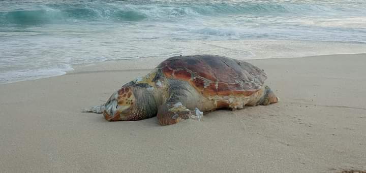 Tartaruga é encontrada morta em praia de Maricá