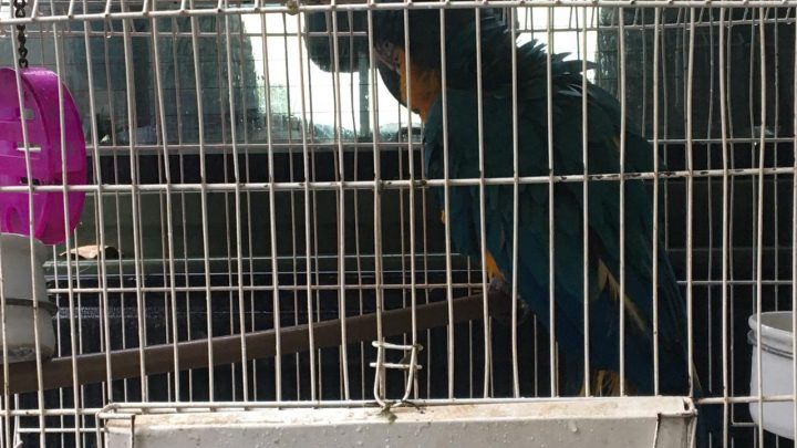 PM apreende animal silvestre em Maricá