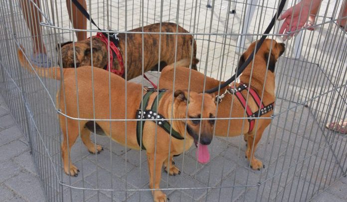 Coordenadoria de Proteção Animal realiza primeira campanha de adoção de 2021