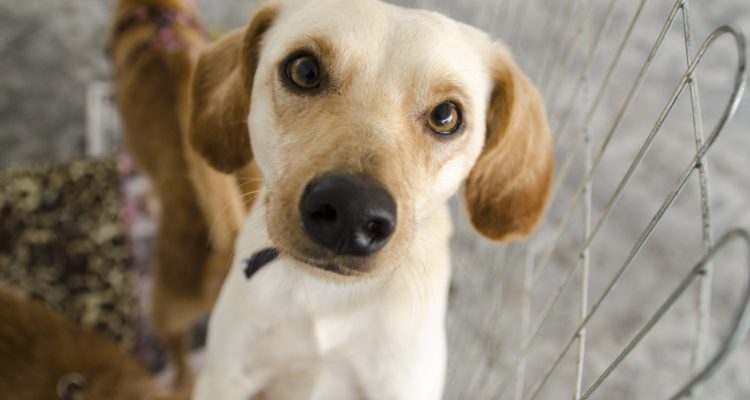 Maricá realiza neste domingo (23/05), campanha de adoção de animais. Maricá realiza neste domingo (23/05), campanha de adoção de animais.
