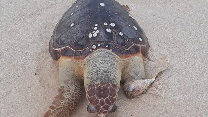 Tartaruga é encontrada morta na praia de Itaipuacu em Maricá