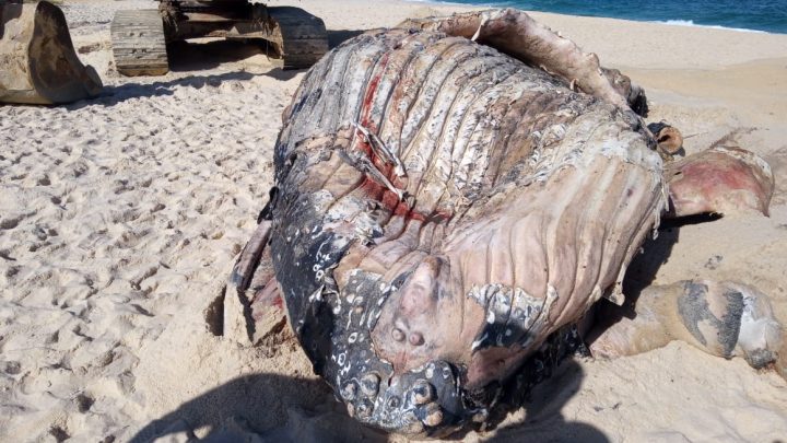 Filhote de baleia jubarte é retirado da praia de Itaipuaçu morto