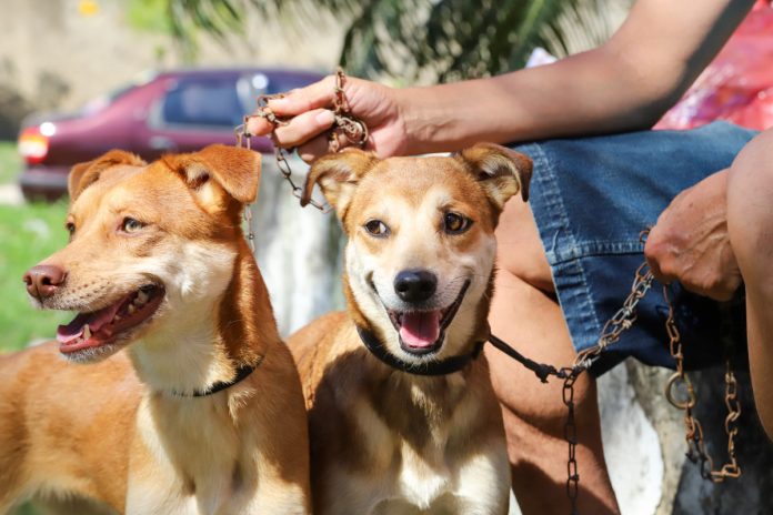 Prefeitura orienta população sobre cuidados com cães nas praias Prefeitura orienta população sobre cuidados com cães nas praias
