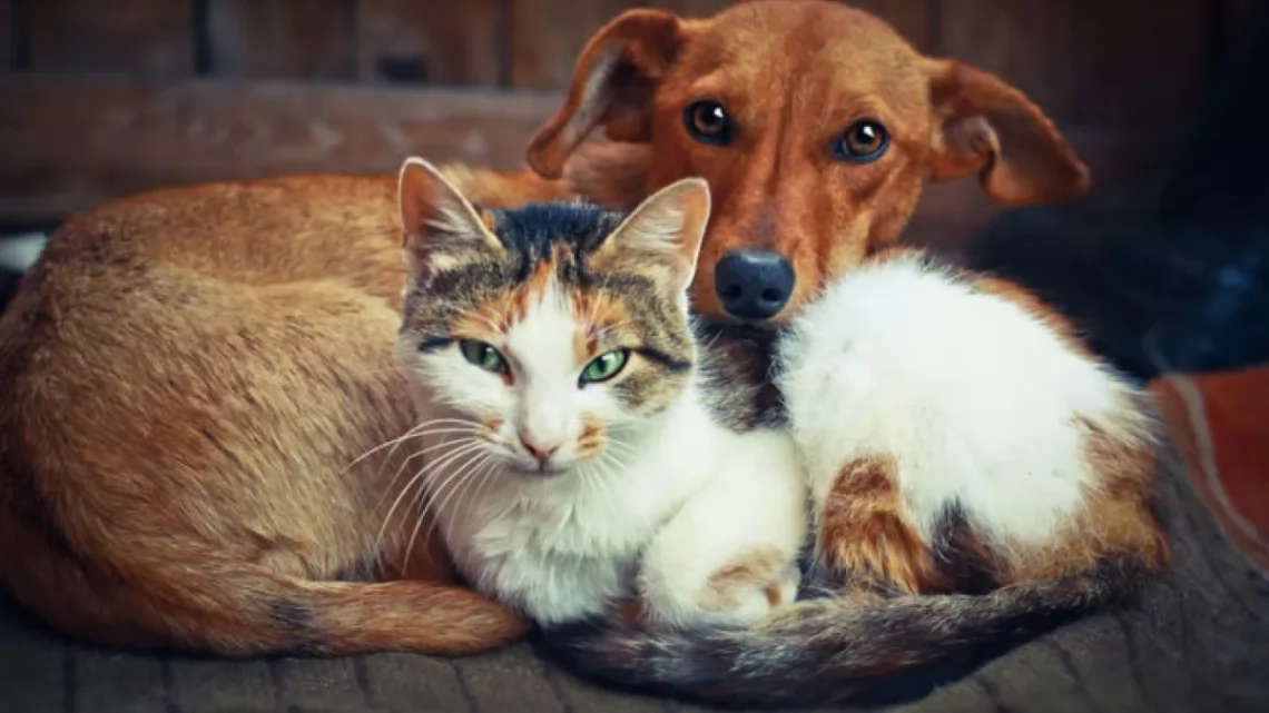 Prefeitura prorroga recadastramento de protetores de animais