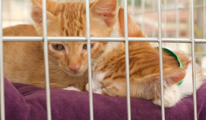 Onze bichinhos ganharam novo lar na Campanha de Adoção deste mês