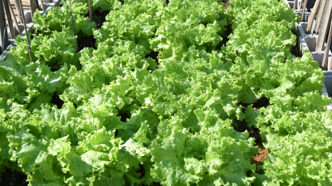 Maricá vai cultivar tilápia e hortaliças nas escolas públicas