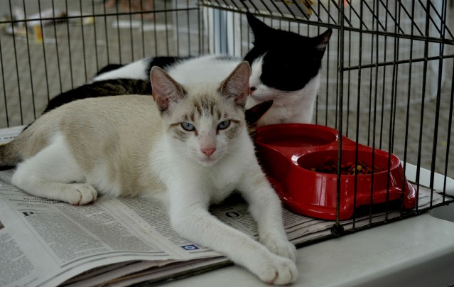 Prefeitura lança programa de controle reprodutivo de animais de rua