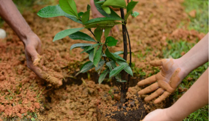 Prefeitura de Resende planta100 mudas de espécies nativas e frutíferas na região da grande alegria em Resende
