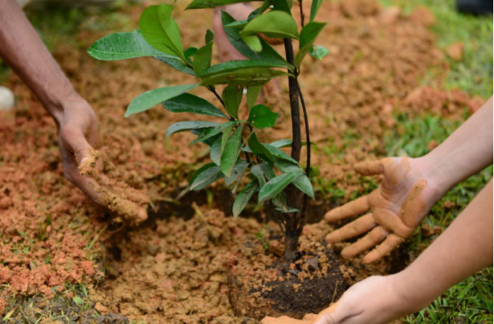 Prefeitura de Resende planta100 mudas de espécies nativas e frutíferas na região da grande alegria em Resende Prefeitura de Resende planta100 mudas de espécies nativas e frutíferas na região da grande alegria em Resende