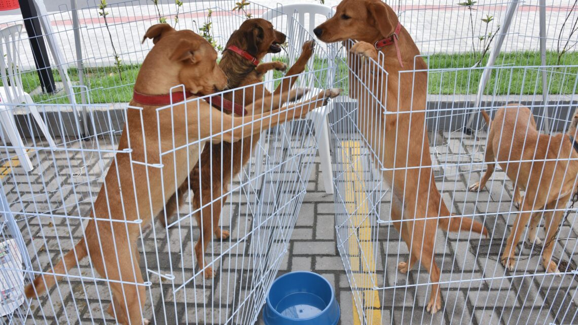 Prefeitura de Maricá comemora Semana da Proteção Animal com uma série de ações na cidade Prefeitura de Maricá comemora Semana da Proteção Animal com uma série de ações na cidade