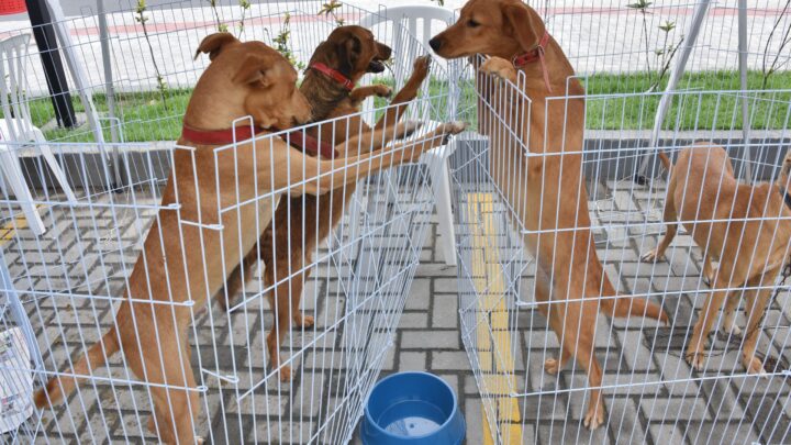 Prefeitura de Maricá comemora Semana da Proteção Animal com uma série de ações na cidade