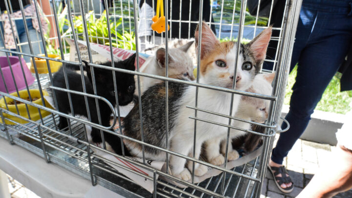 Estrada do Caxito recebe campanha de adoção de cães e gatos neste sábado (22/10)
