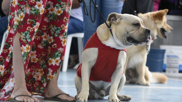 Semana de Proteção Animal termina com desfile de fantasias pet e feira de adoção em Maricá