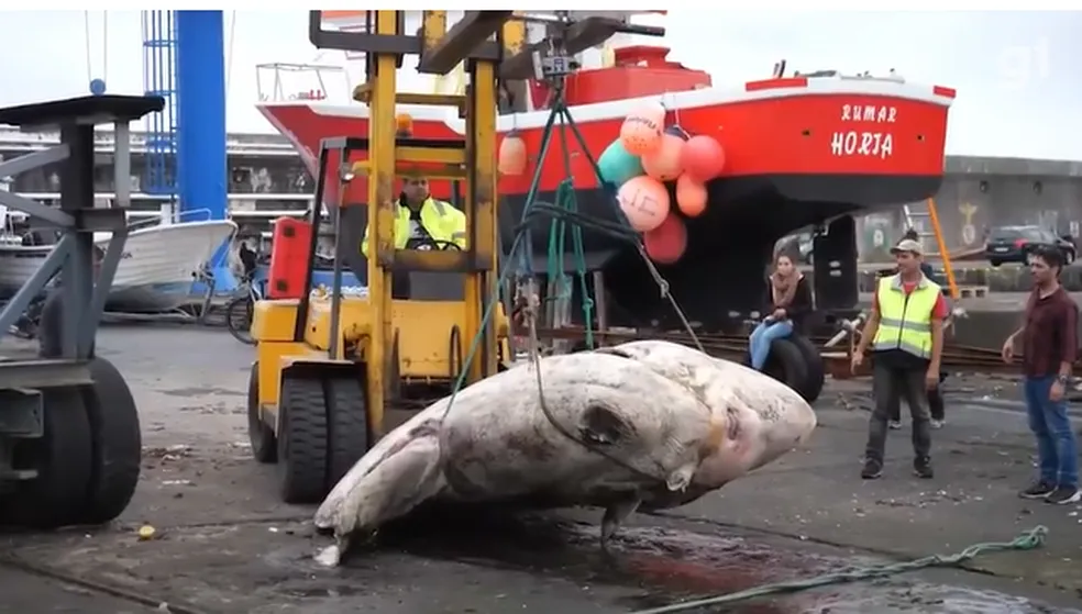 Portugueses encontram o maior peixe ósseo já registrado pela ciência