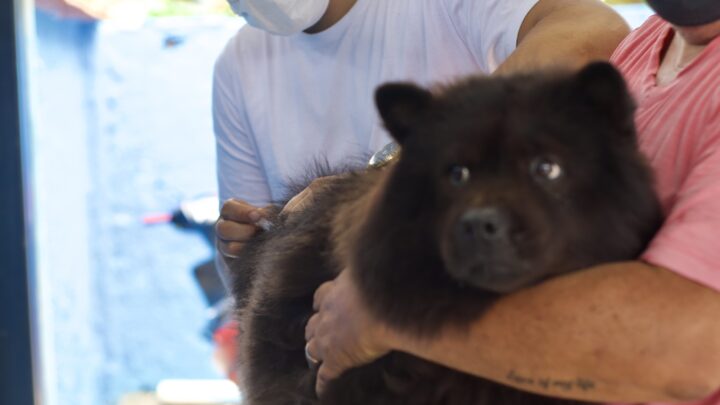 Prefeitura realiza Campanha de Vacinação Antirrábica Animal em toda a cidade