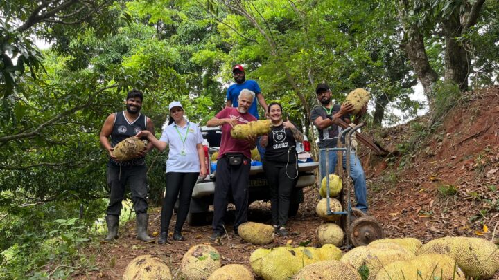 ICTIM colhe 67 jacas do Horta em Casa para produção vegana