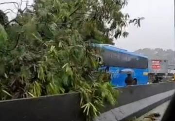 Queda de árvore interdita pista da RJ-104, em São Gonçalo