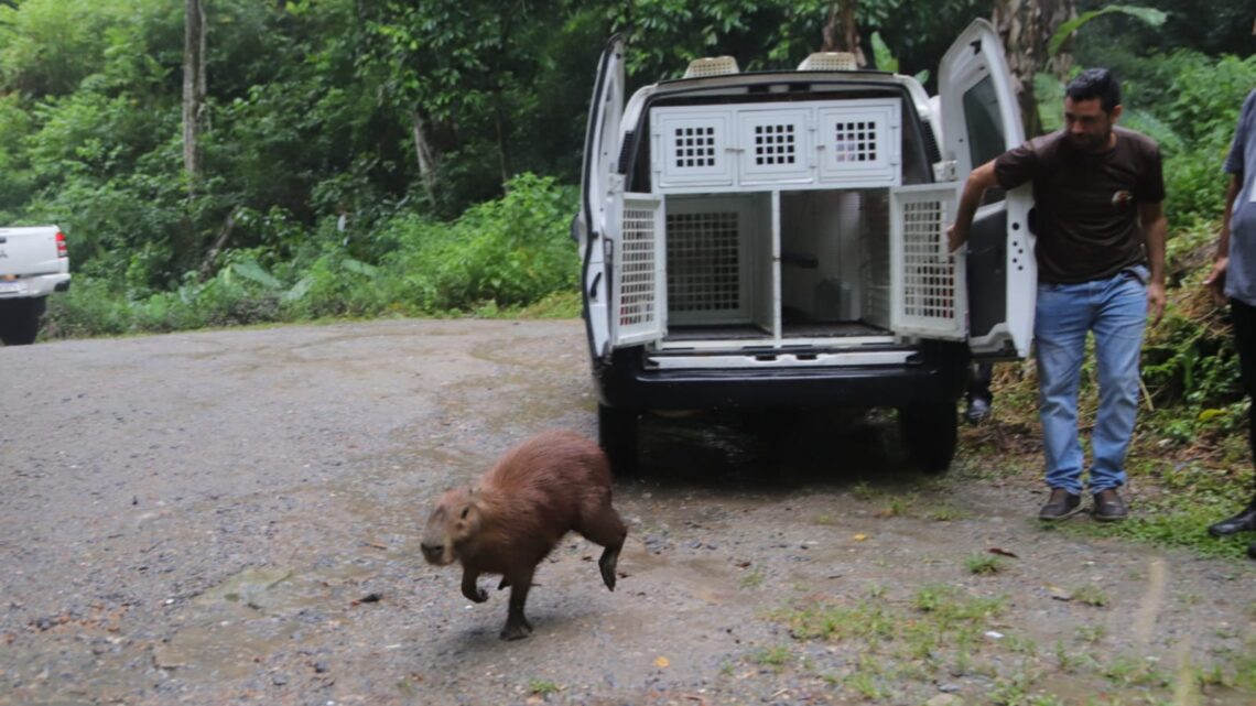 Prefeitura de Maricá faz soltura de capivara em área de preservação ambiental no Espraiado