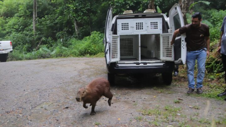 Prefeitura de Maricá faz soltura de capivara em área de preservação ambiental no Espraiado
