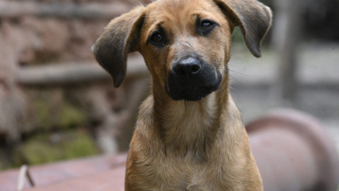 Coordenadoria de Proteção Animal fez mais de duas mil castrações em 2022