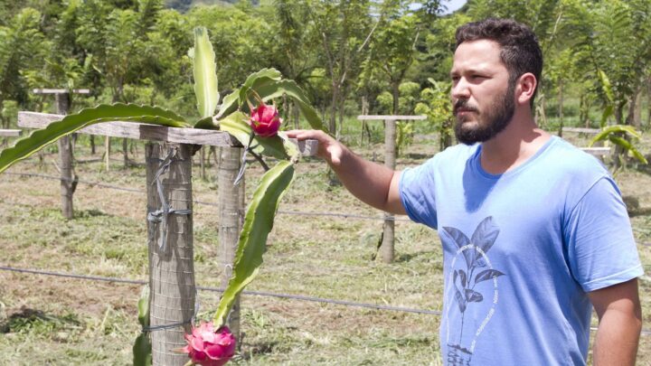 Produção de pitaya na Fazenda Pública floresce e chega ao período da colheita