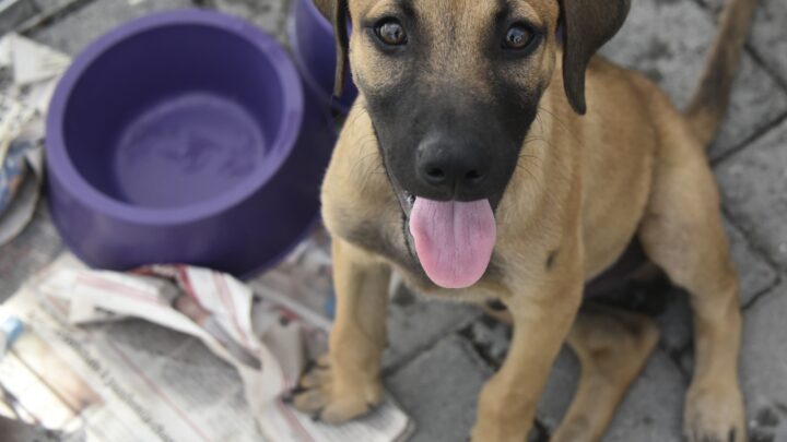 Feira de adoção da Prefeitura de Maricá consegue um novo lar para 23 animais