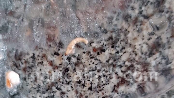 Maricá: Estrogonofe, arroz, feijão e… larvas; a comida servida aos alunos de colégio estadual