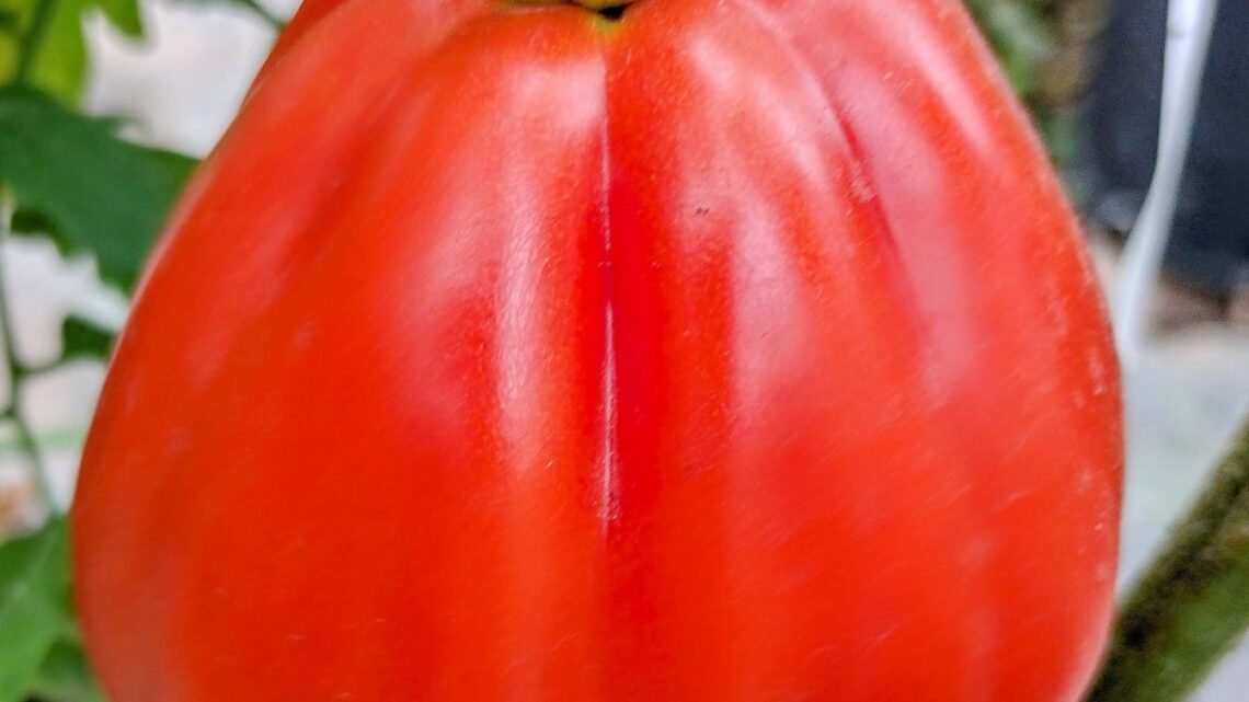 Inova Agroecologia Maricá inicia o plantio de tomates especiais