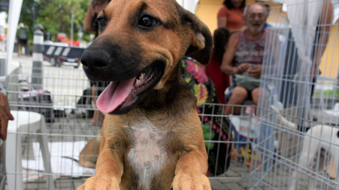 Proteção Animal promove campanha de adoção animal neste sábado (06/05)