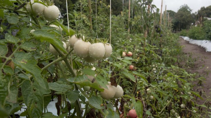 Inova Agroecologia realiza Dia de Campo de tomates gourmet coloridos neste sábado (10/06)