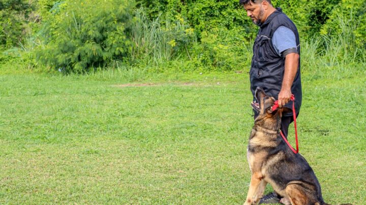 Secretaria de Proteção Animal promove segunda turma do programa ‘Socializa_C@O’