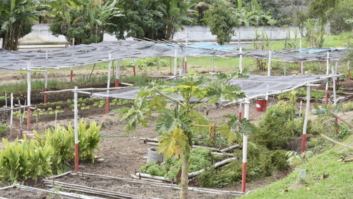 Somar promove palestra sobre controle biológico de pragas