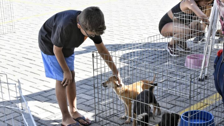Campanha de adoção consegue novo lar para 28 cães e gatos