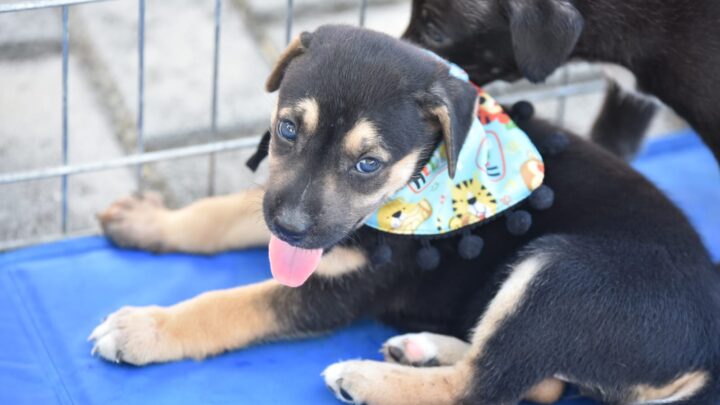 Proteção Animal promove feira de adoção de cães e gatos neste domingo (16/07)