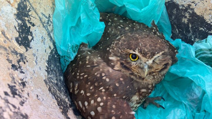 Guarda Municipal resgata coruja em Itaipuaçu