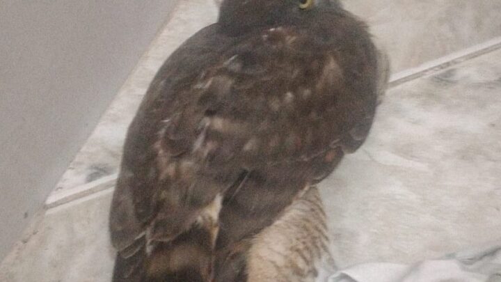 Guarda Municipal resgata gavião em Itaipuaçu