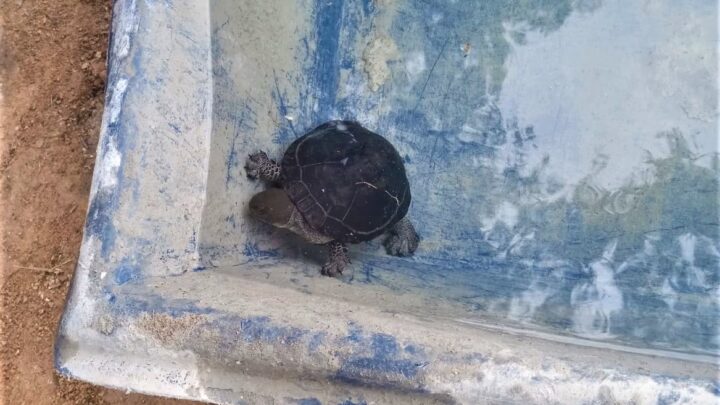 Guarda Municipal resgata tartarugas que estavam em risco em Araçatiba