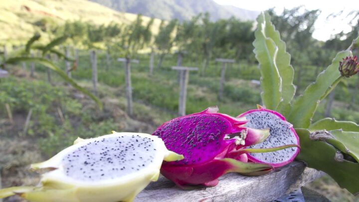 Inova Maricá abre inscrição para cursos de cultivo de pitaya e produção de caldo de cana