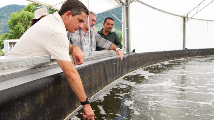 Codemar começa nova fase de testes de produção de camarões