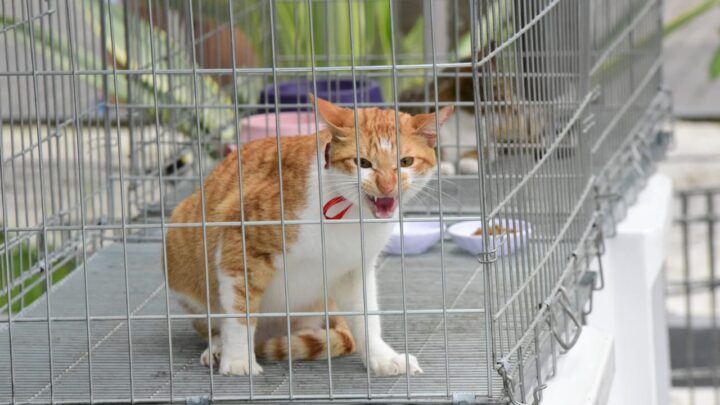 Maricá agora realiza inscrições para castração gratuita de cães e gatos todas as segundas-feiras