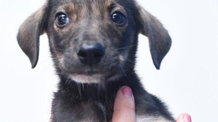 Proteção Animal divulga lista de classificação final dos inscritos no “mumbucão”