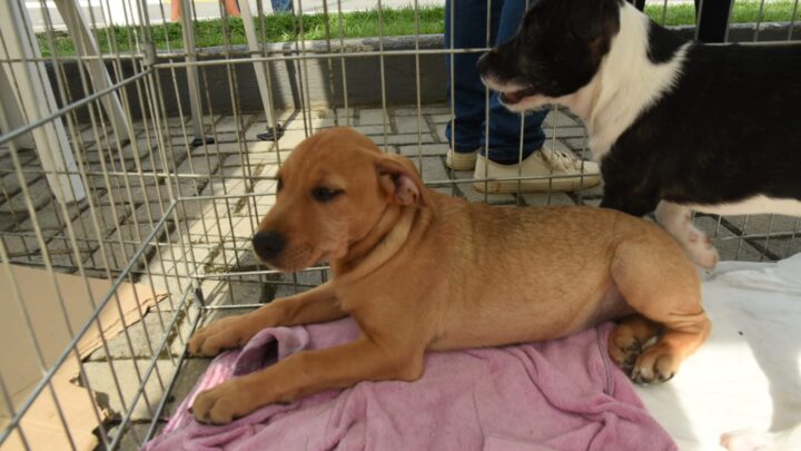 Maricá promove nova campanha de adoção de cães e gatos