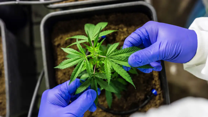 CCJ aprova PEC que criminaliza posse de qualquer quantidade de droga