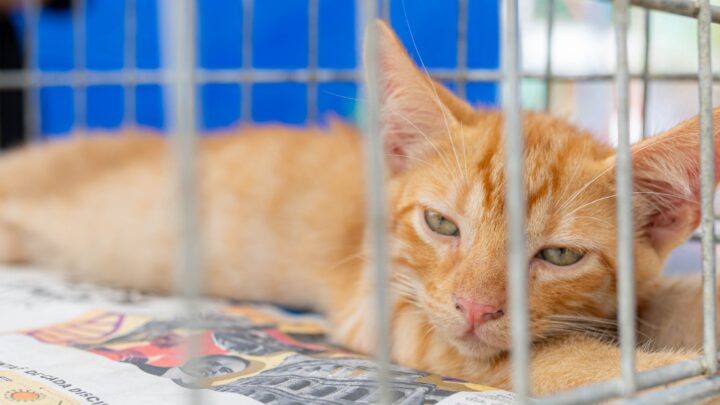 Prefeitura promove campanha de adoção de cães e gatos em Itaipuaçu