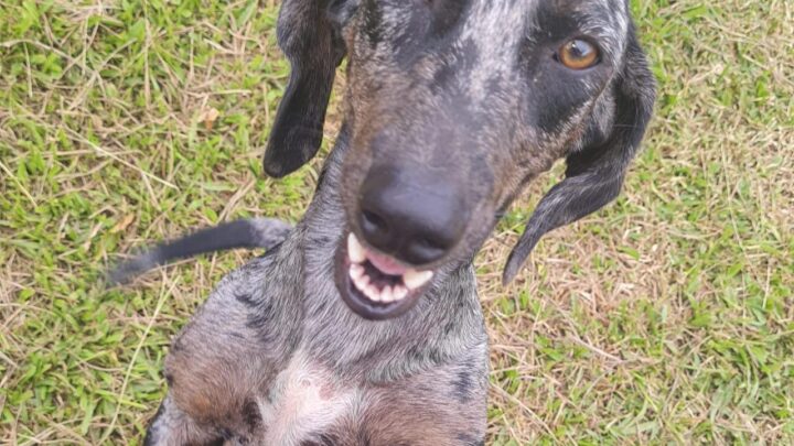 Proteção Animal promoveu inscrições para castração nesta quinta-feira (18/04)