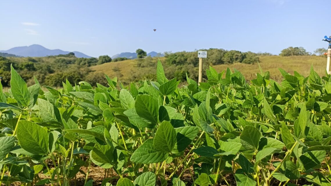 Soja asiática rica em vitaminas é produzida em Maricá