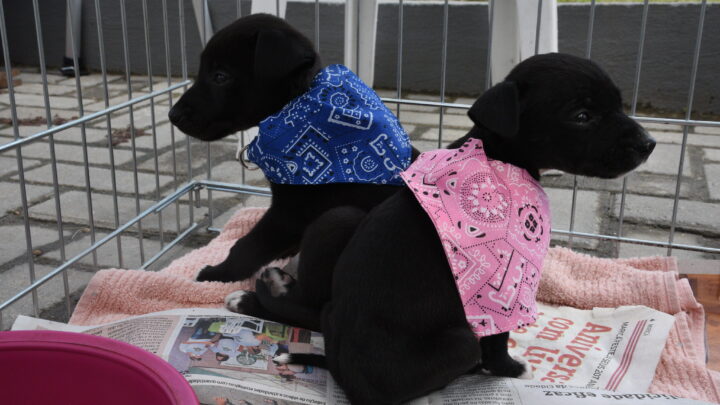 Campanha de adoção de cães e gatos acontece no Cecop neste sábado (18/05)