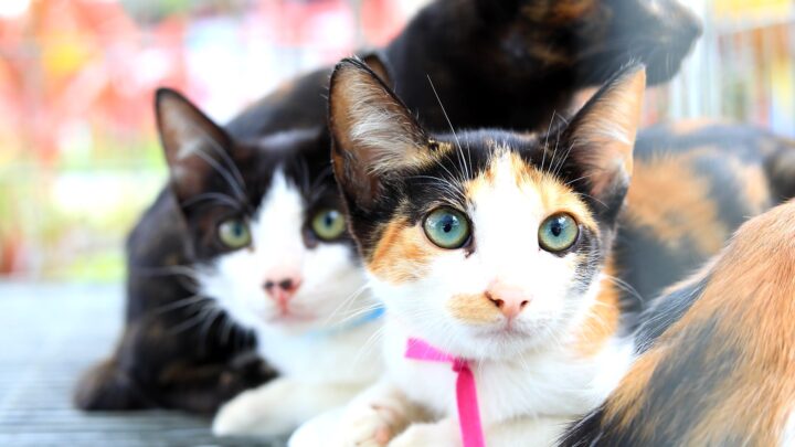 Inscrições para castração de animais fêmeas acontece nesta quinta-feira (13/06) no Cecop
