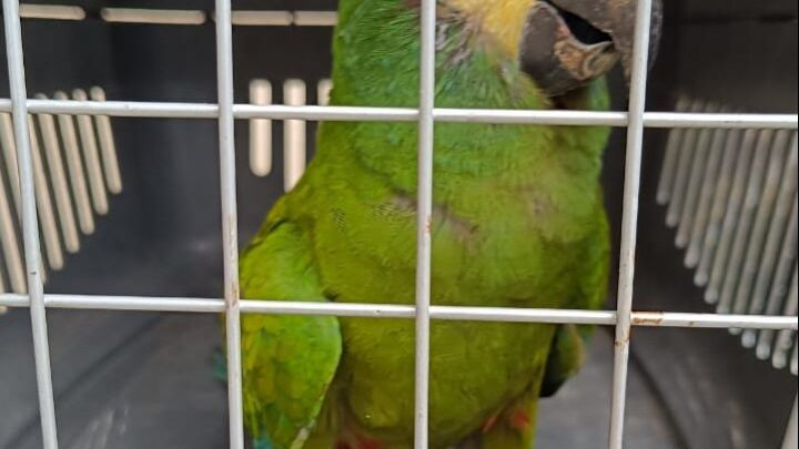 Arara vulnerável à extinção é resgatada em Itaipuaçu